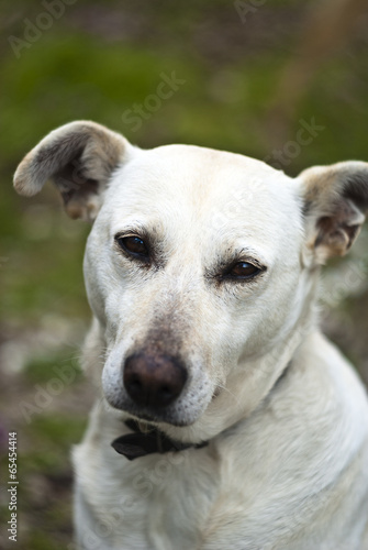 white dog outdoor