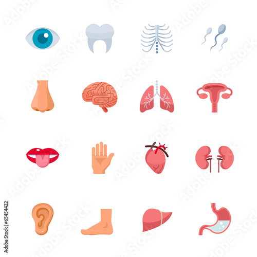 Human Anatomy and Internal Organ Icons with White Background
