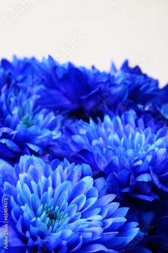 Macro of blue flower aster