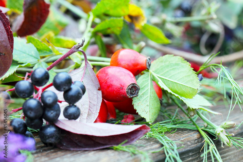 Hagebutten, Herbstfrüchte photo