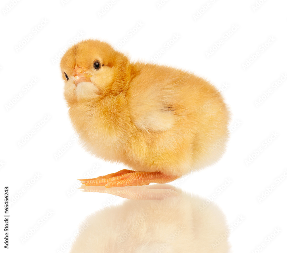 Obraz premium Little chicken