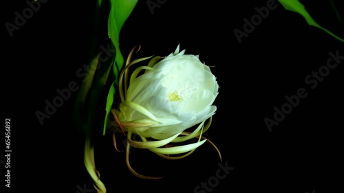 queen of the night blooming
