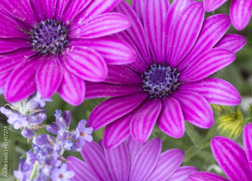 african daisy with lavender background in outdoor scene