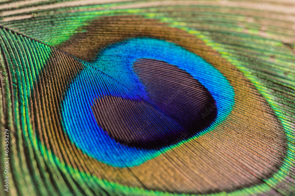 Obraz premium Peacock feather close up