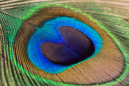 Fototapeta Naklejka Na Ścianę i Meble -  Peacock feather close up