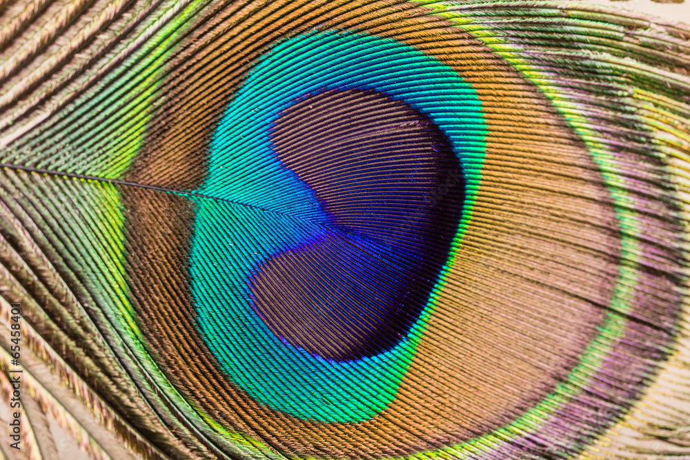 Obraz premium Peacock feather close up