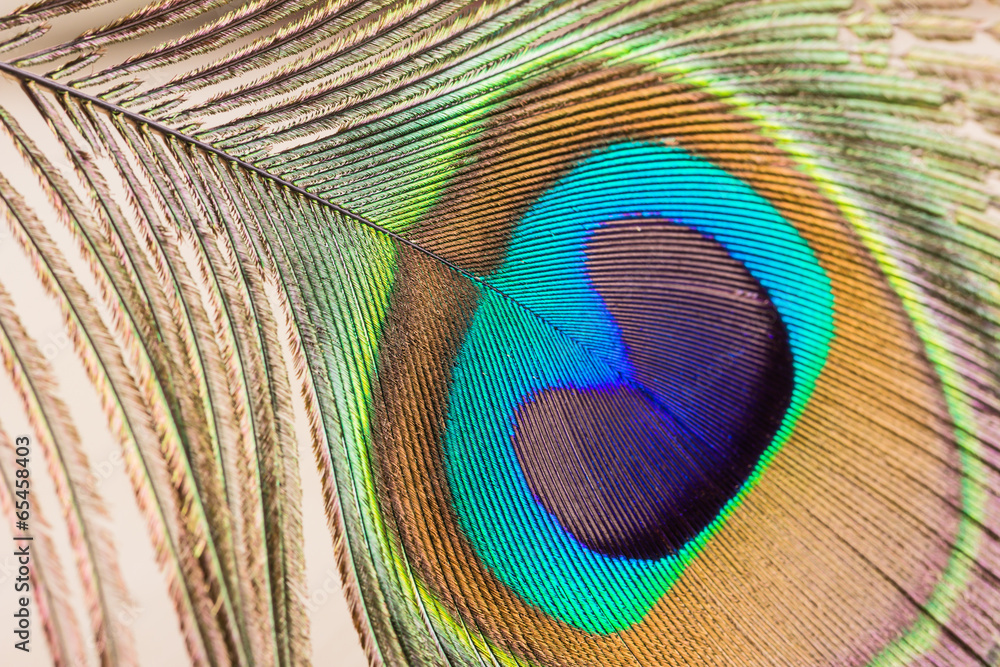 Obraz premium Peacock feather close up