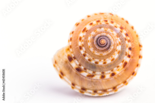 Sea Cockleshell isolated on white
