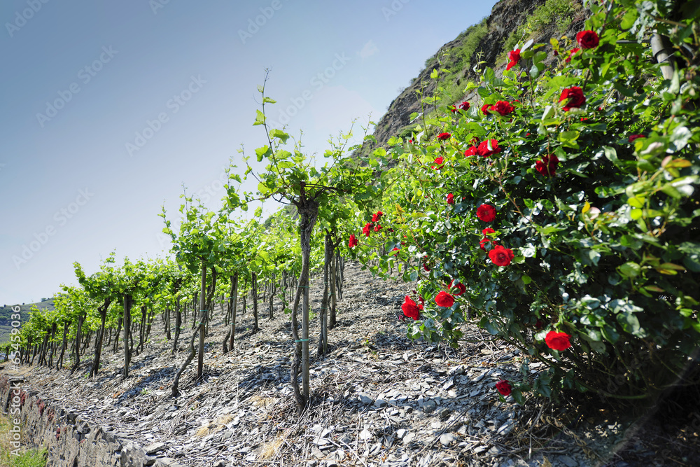 Fototapeta premium Vineyards at the Mosel, Germany
