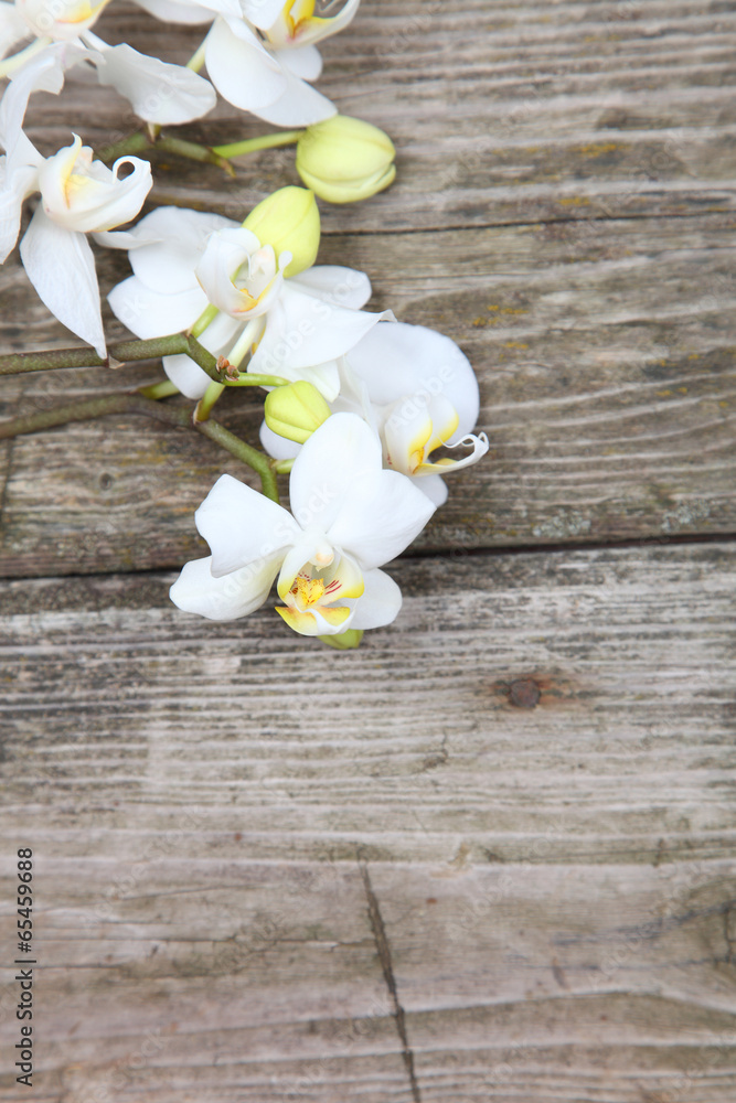 Fototapeta premium White orchid(Phalaenopsis )