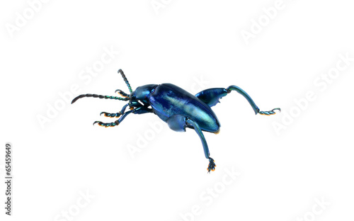 Purple Swollen-legged Beetle isolated on white background photo