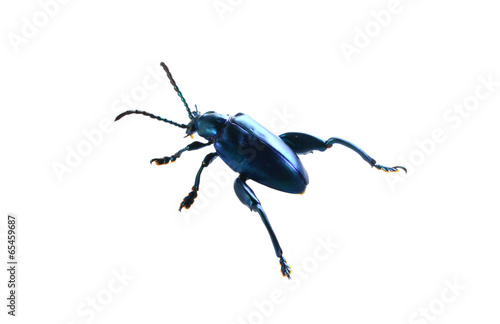 Purple Swollen-legged Beetle isolated on white background photo