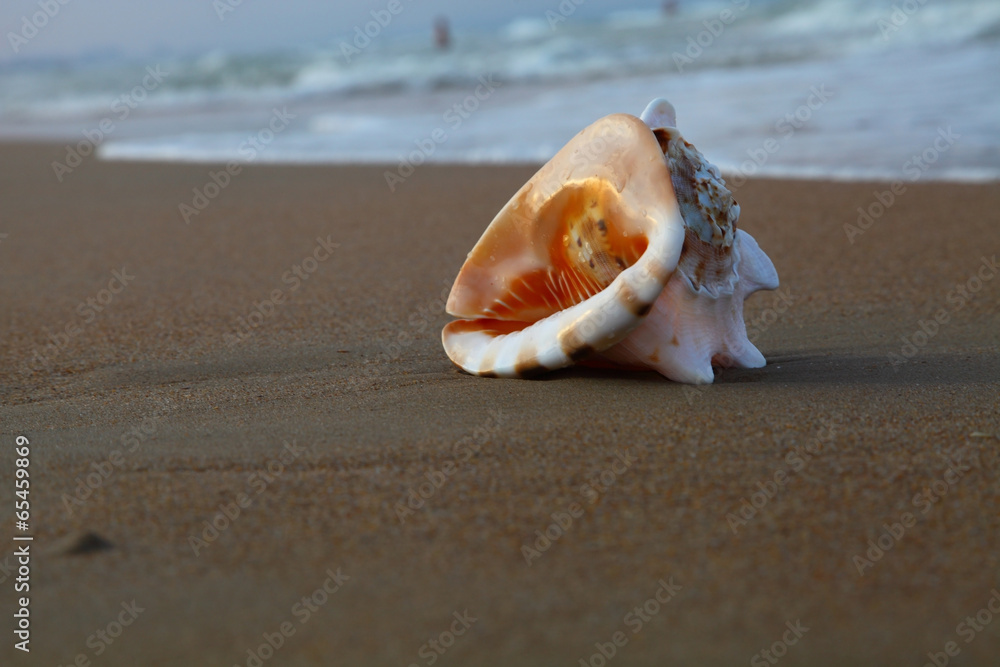 Shell on the shore of the sea Shell on the shore of the sea