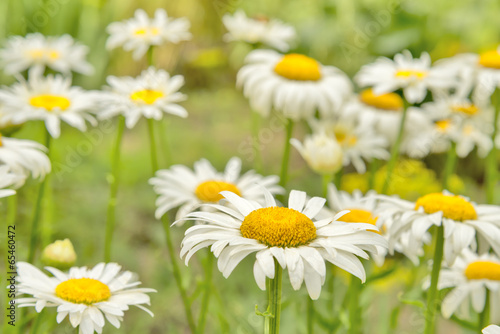 Daisies. Summer.