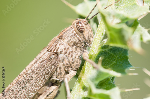 Foreground grasshopper. Egyptian Locust (Anacridium aegyptium) photo