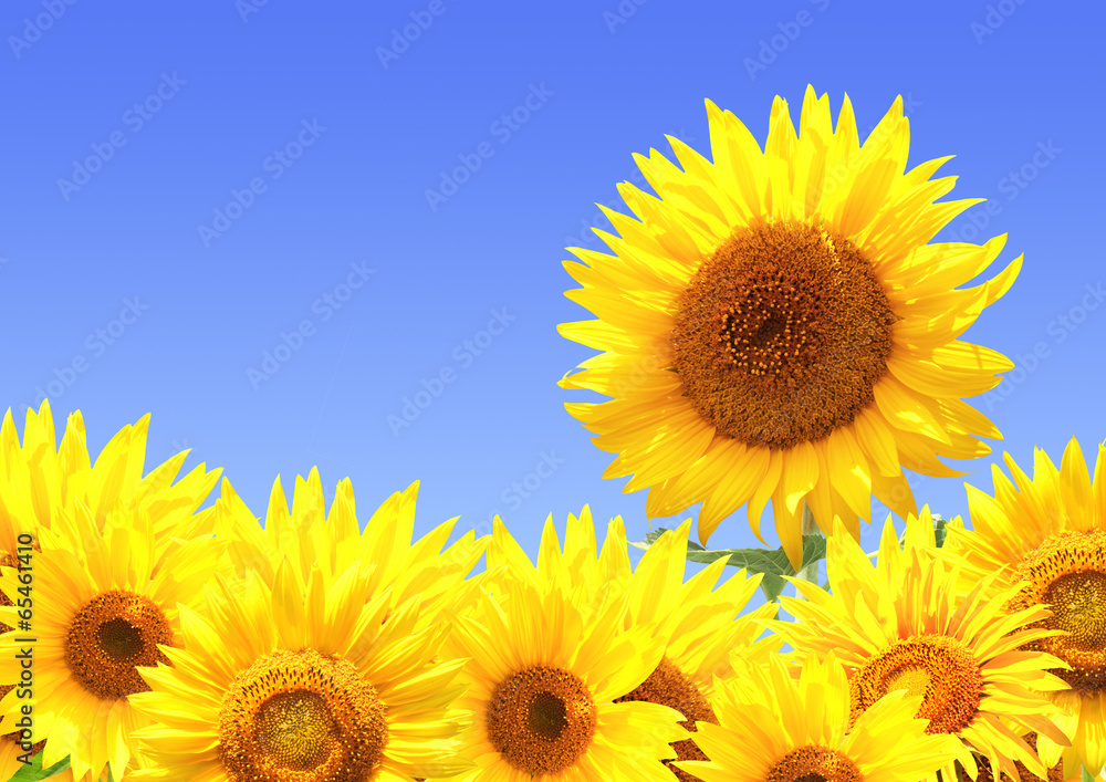 Obraz premium Border with sunflowers