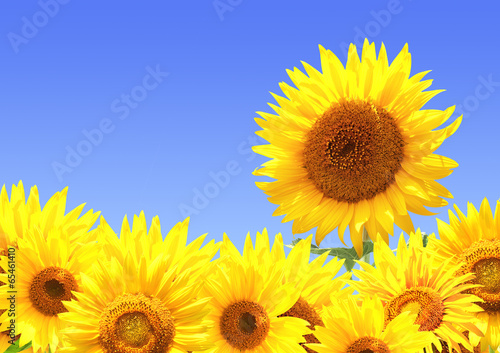 Fototapeta Naklejka Na Ścianę i Meble -  Border with sunflowers