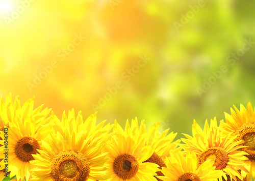 Fototapeta Naklejka Na Ścianę i Meble -  Bright yellow sunflowers