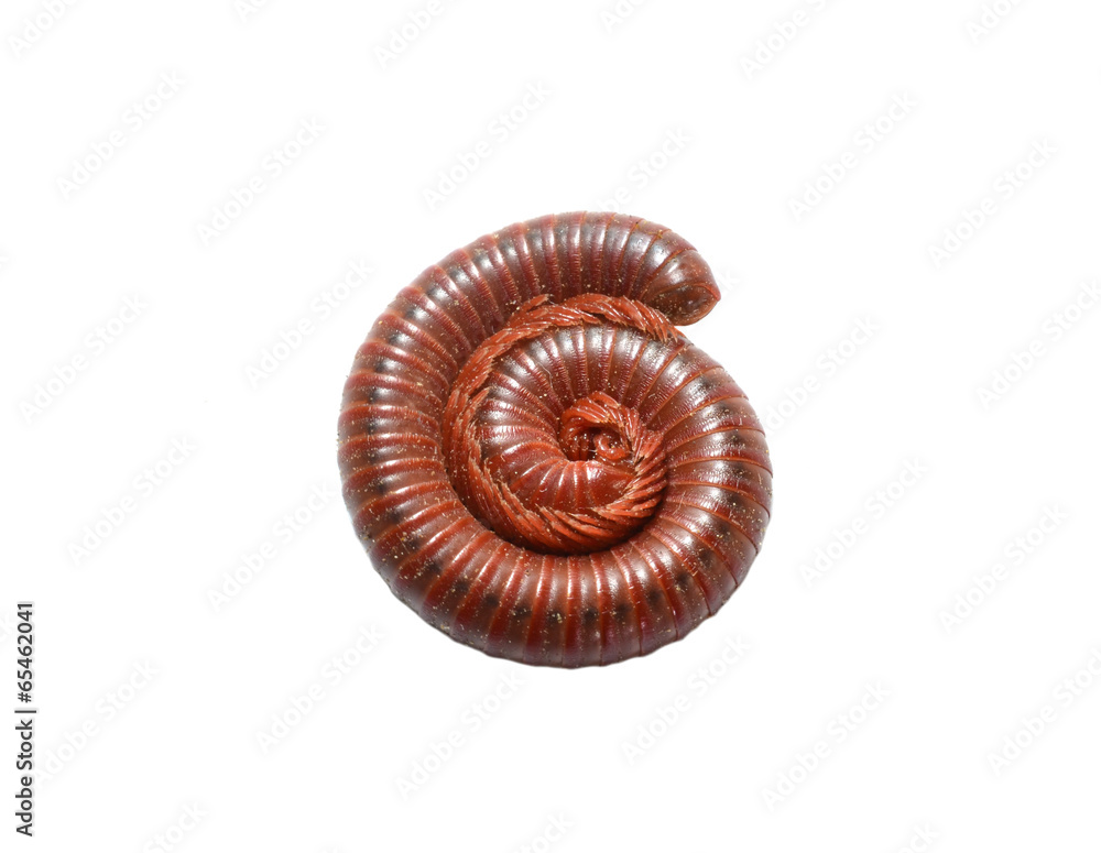 Millipede Millipede