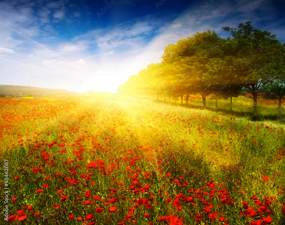 Obraz premium Маковое поле
