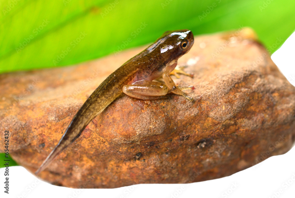 Naklejka premium Tadpole