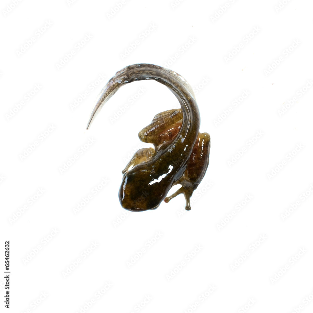 Fototapeta premium Tadpole