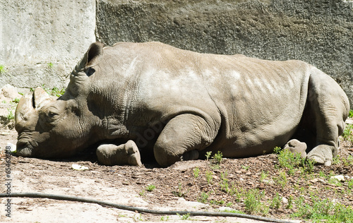 White rhinoceros pensive