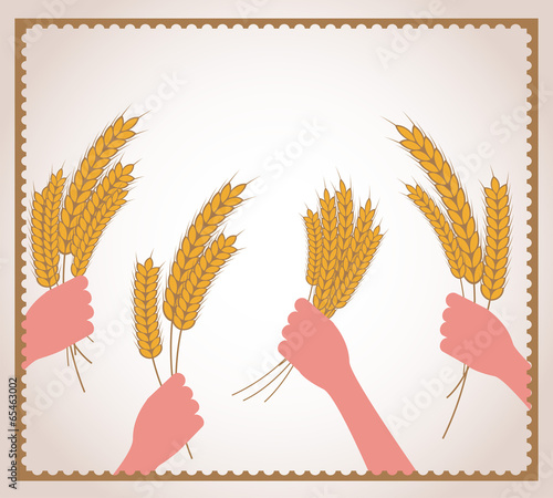 hands holding fresh wheat