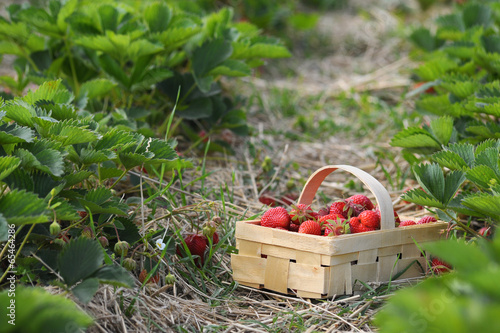 Erbeeren im Korb bei der Ernte photo