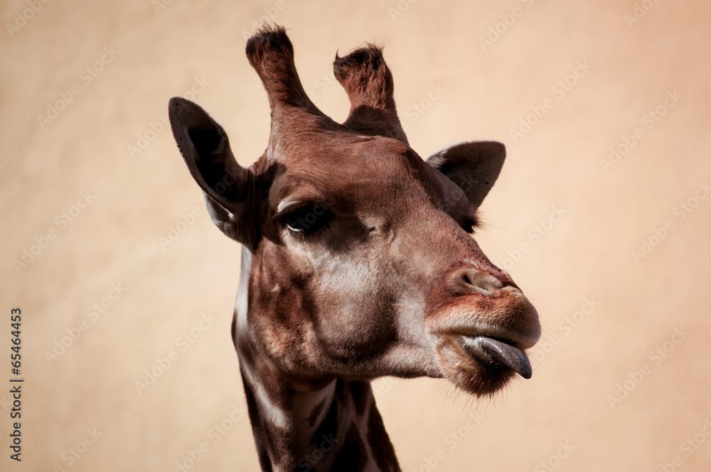 Obraz premium Giraffe in Lisbon Zoo