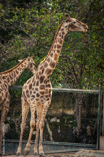 Giraffe in Lisbon Zoo