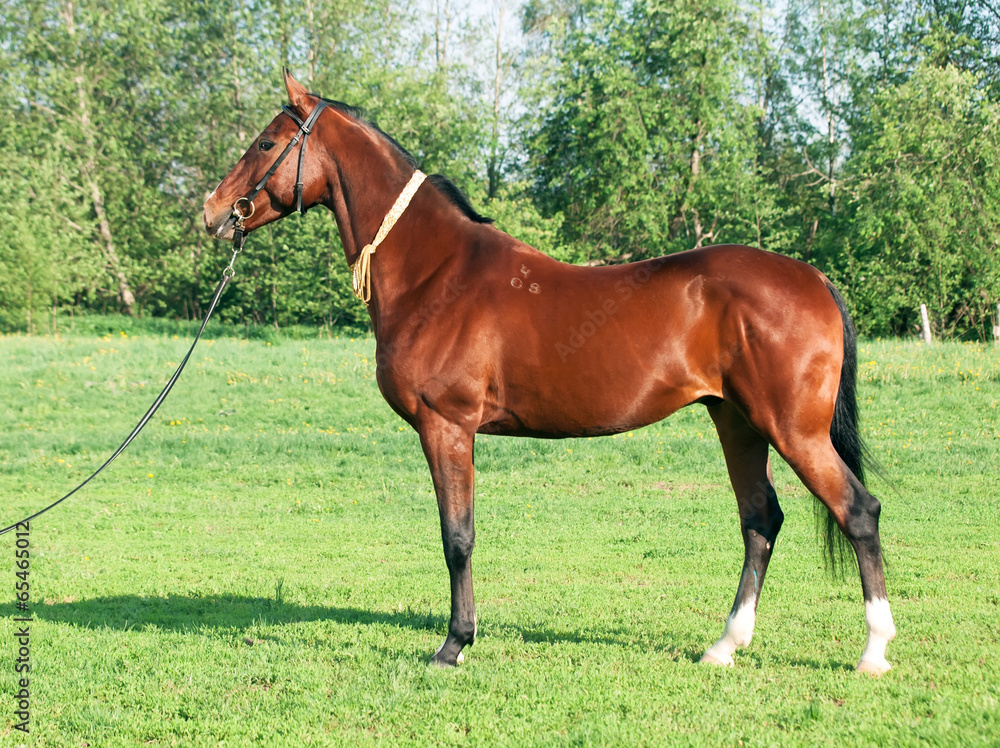 exterior of  Akhal teke horse