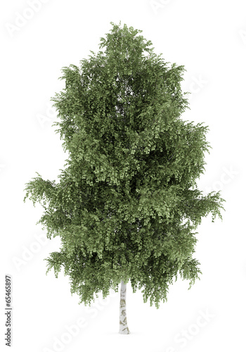 Foto silver birch tree isolated on white background