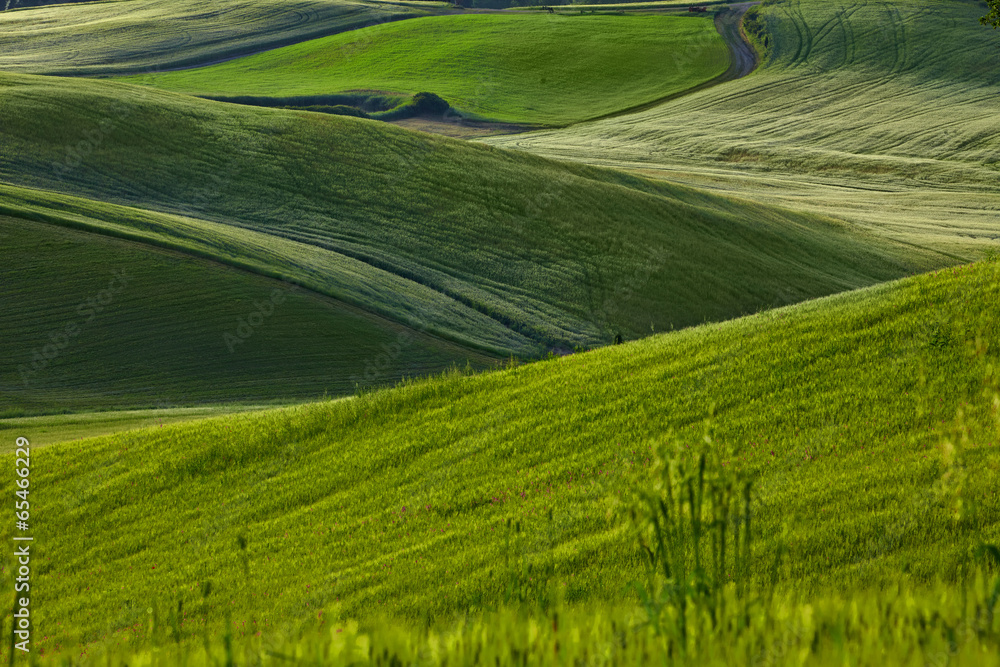 Obraz premium Countryside, San Quirico d`Orcia , Tuscany, Italy