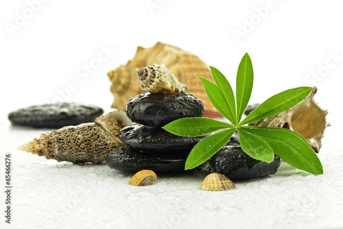 Kamienie bazaltowe z liściem i muszlami