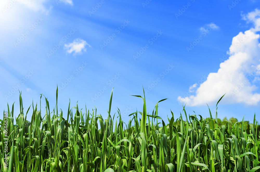 Grass under blue sky Grass under blue sky