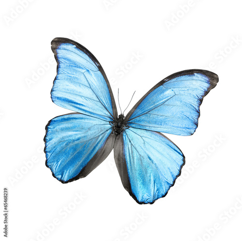 Blue butterfly isolated on white © Denis Rozhnovsky