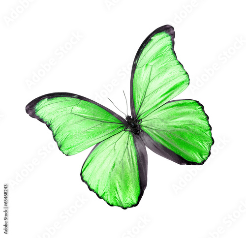 Green butterfly isolated on white © Denis Rozhnovsky