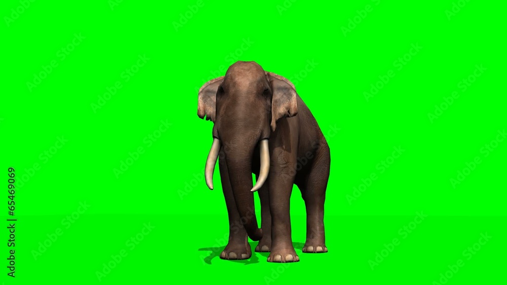 African Elephant stands and looks around - green screen African Elephant stands and looks around - green screen