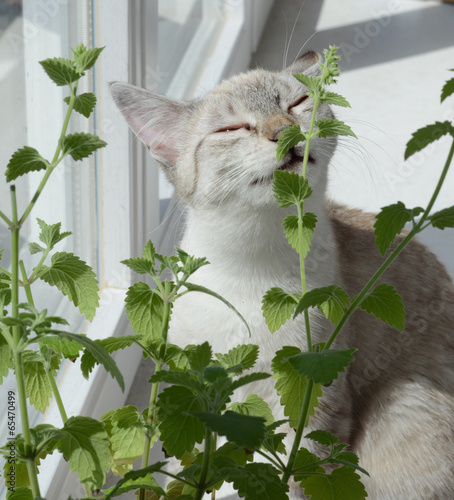 catnip