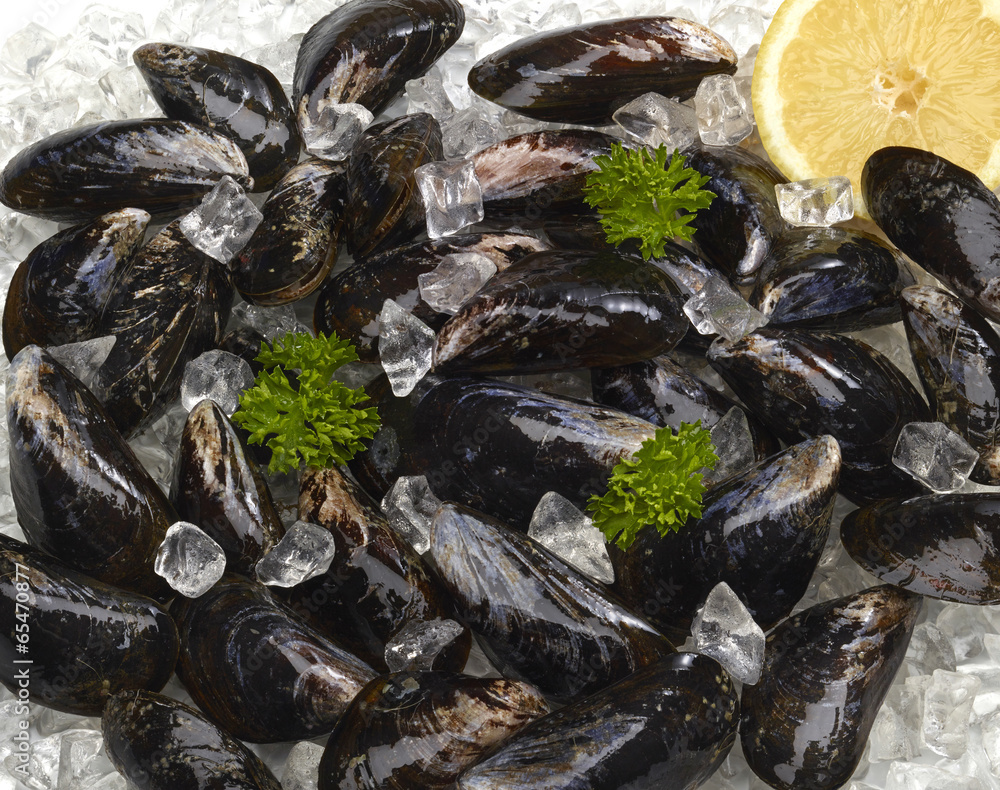 Eisgekühlte Miesmuscheln Eisgekühlte Miesmuscheln