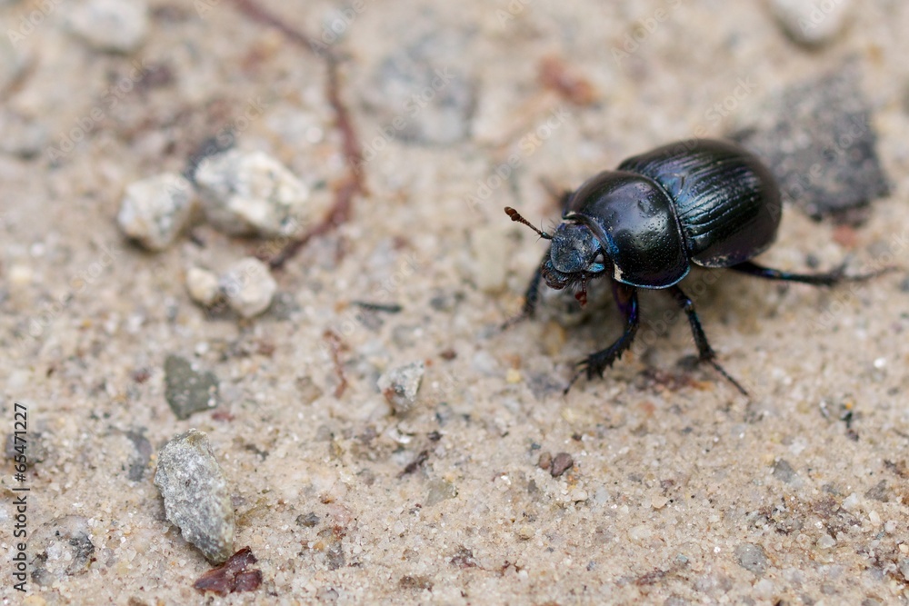 Macro shot of a common dung beetle walking in the sand Macro shot of a common dung beetle walking in the sand