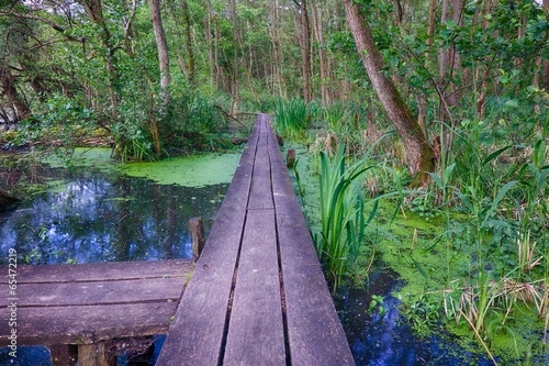 Swampland Walkway HDR 03