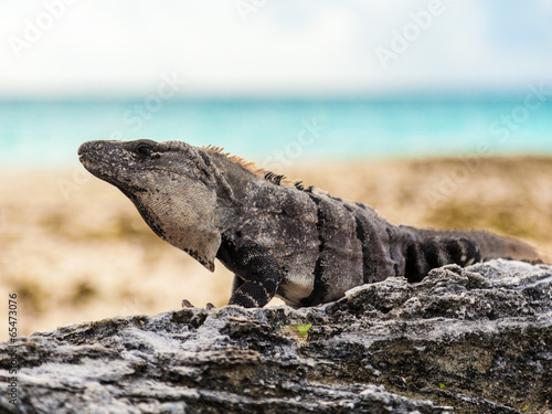 Large gray-brown iguana in its natural habitat