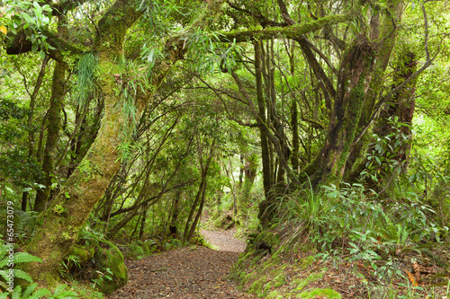 Pathway through rainforest , Te Urewera National Park, NZ
