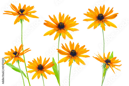 Fototapeta Naklejka Na Ścianę i Meble -  Various flower yellow coneflower the isolated