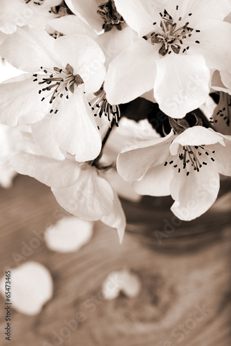 Flower of apple tree, processed in vintage sepia color