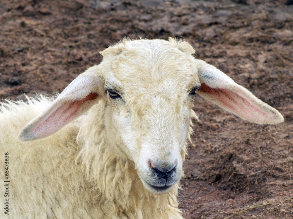 Goat Muzzle. Goat Muzzle.