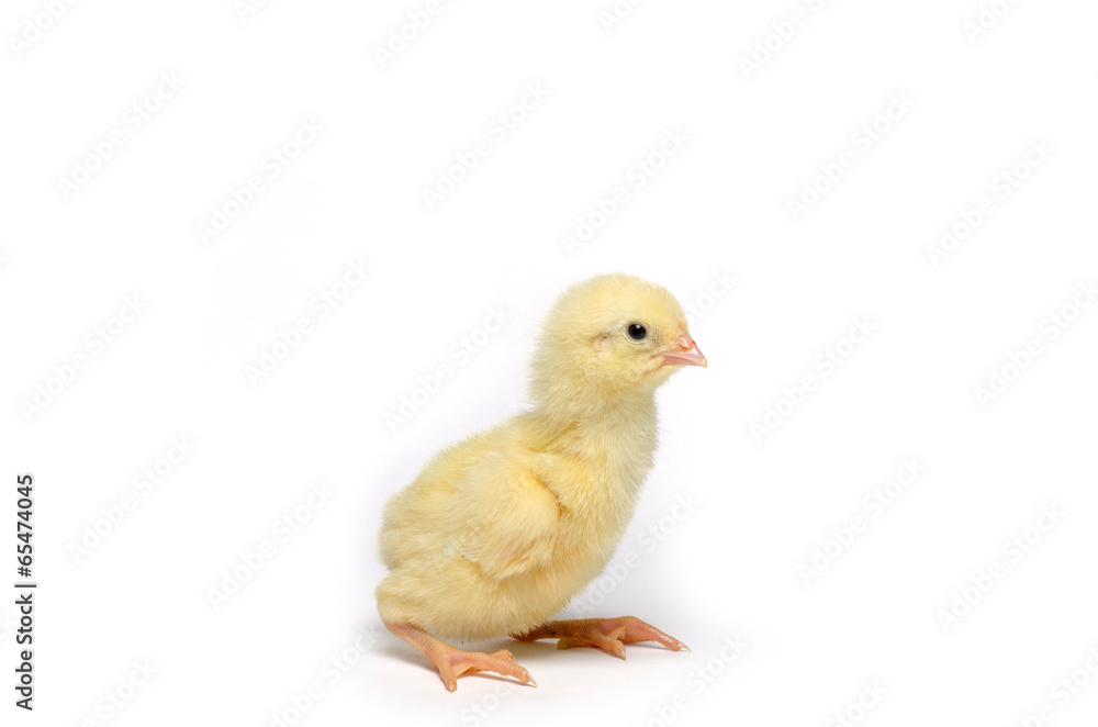 Little chicken isolated on white background Little chicken isolated on white background