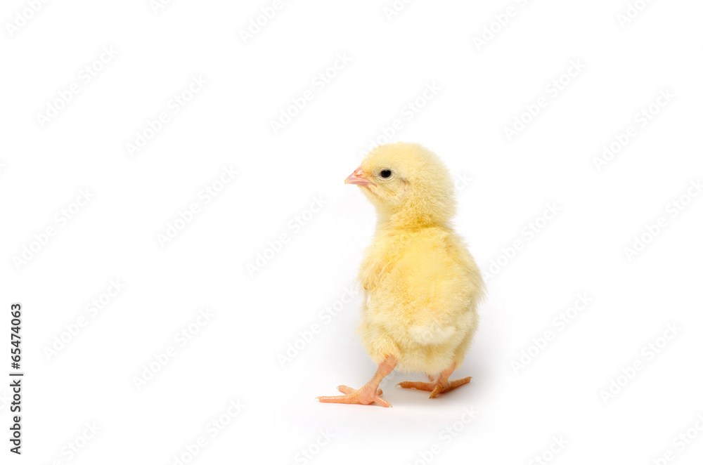 Little chicken isolated on white background Little chicken isolated on white background